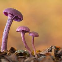 Amethyst Deceiver 5 